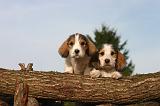 PTIT BASSET GRIFFON V.  061